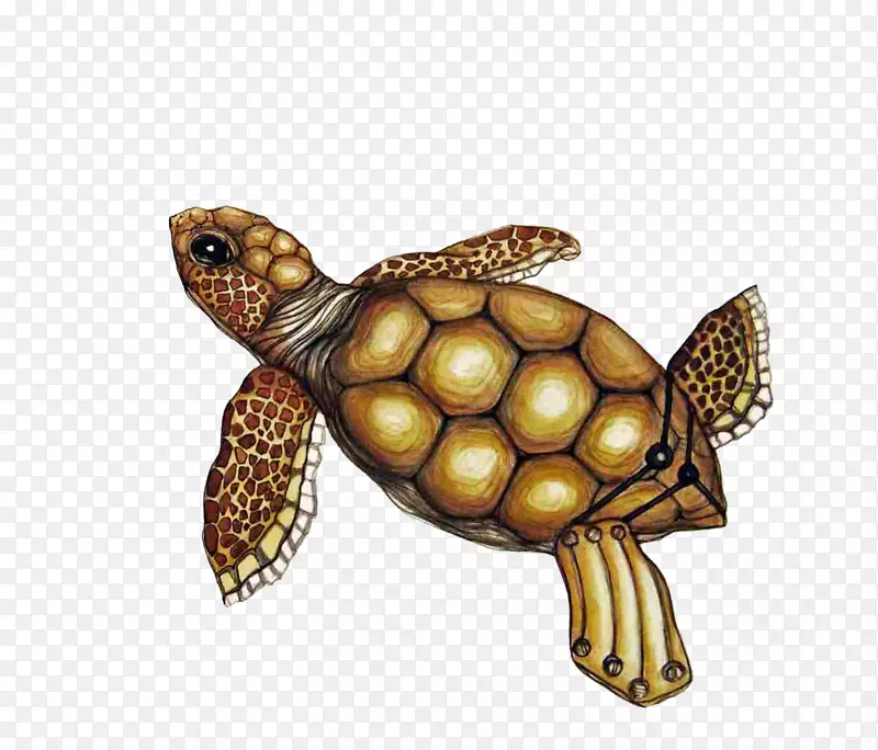 软壳龟彩绘龟