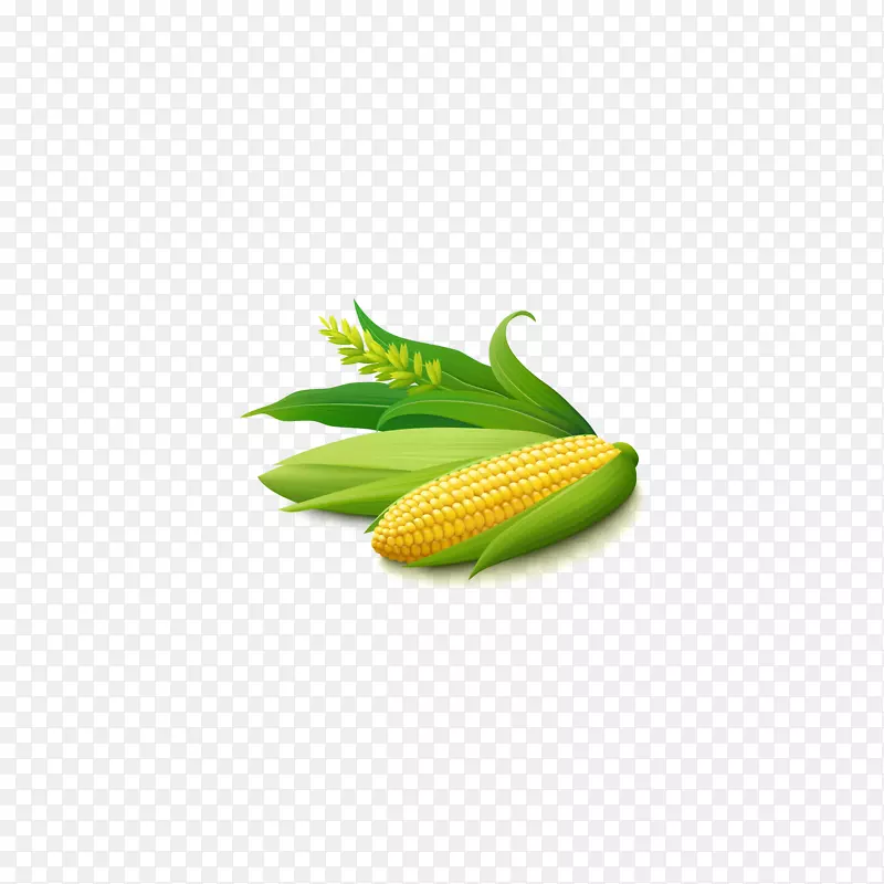 玉米芯砧木图-玉米