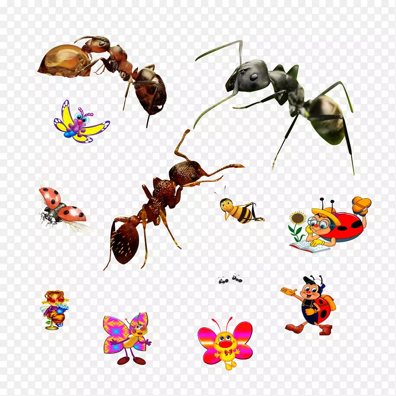 蚂蚁，蜜蜂，昆虫，瓢虫，蚂蚁和蝴蝶