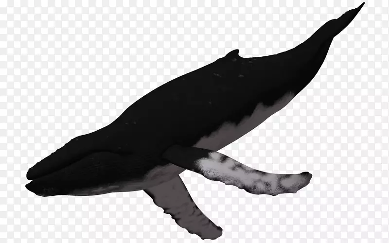 座头鲸三维计算机图形学.3d动物