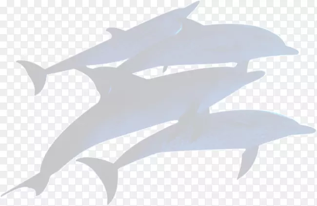 海豚-灰鲸海豚轮廓
