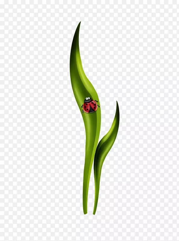 绿叶蔬菜茎-七星瓢虫草料