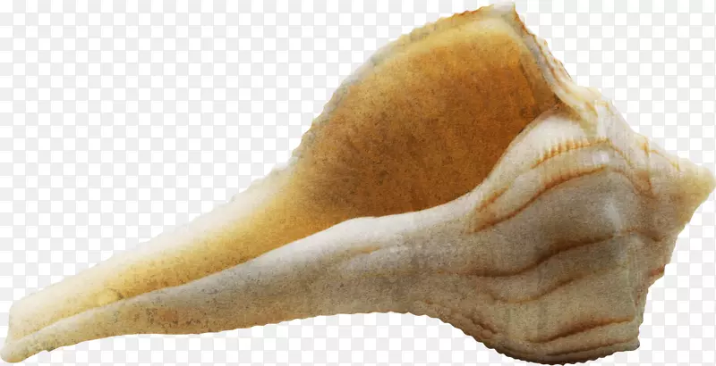 海螺黄海螺