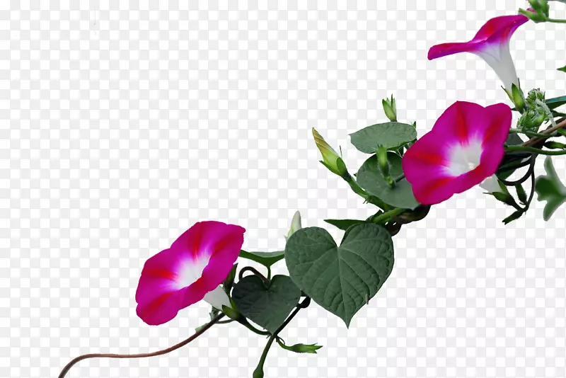花园玫瑰紫罗兰紫色小号