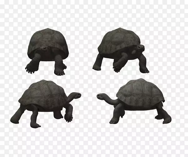 龟爬行动物-爬行石龟设计