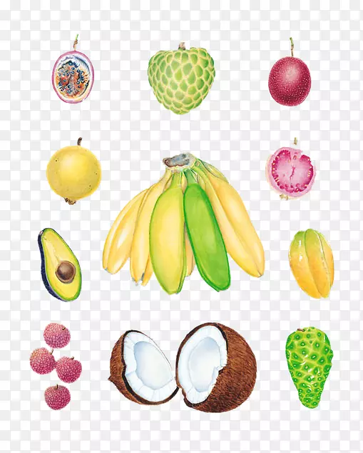 鳄梨热带水果荔枝香蕉-鳄梨香蕉椰子荔枝石榴壁纸