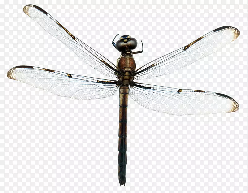 蜻蜓昆虫翅膀透明半透明翅蜻蜓