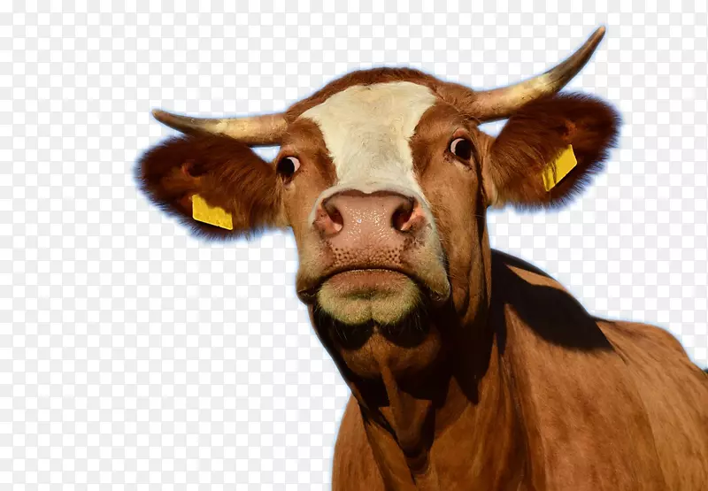 得克萨斯州长角牛场奶牛屠宰场-奶牛创意