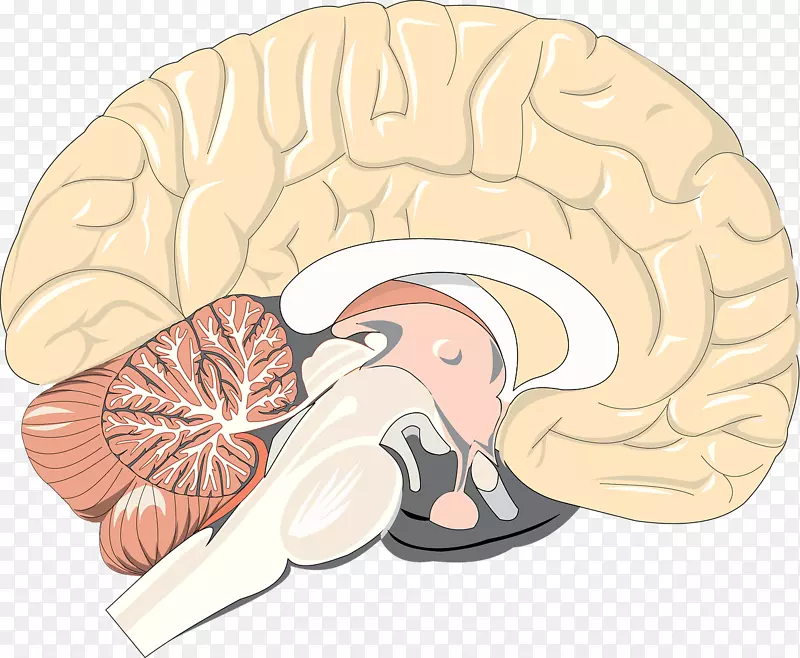 人体解剖人体生理学-脑活动