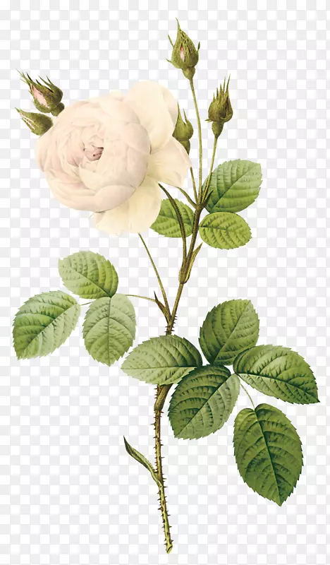 玫瑰花植物学插图白白玫瑰