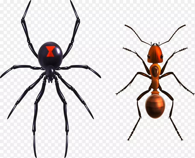 寡妇蜘蛛-免费插图-蜘蛛蚂蚁
