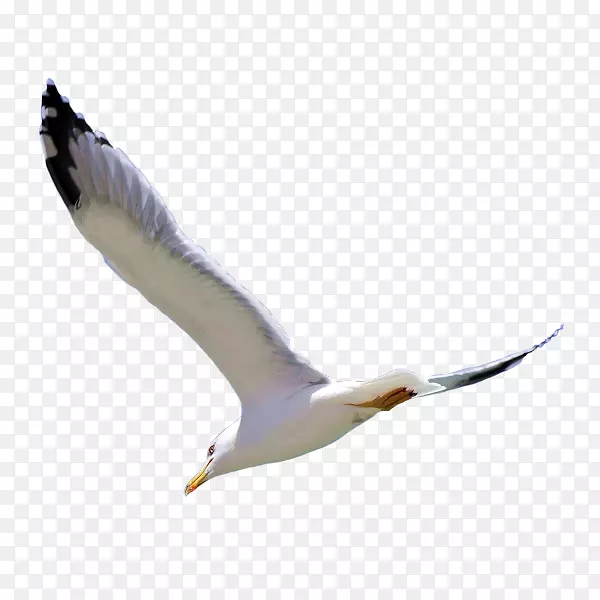 欧洲鲱鱼鸥鸟鹰-白腹海雕