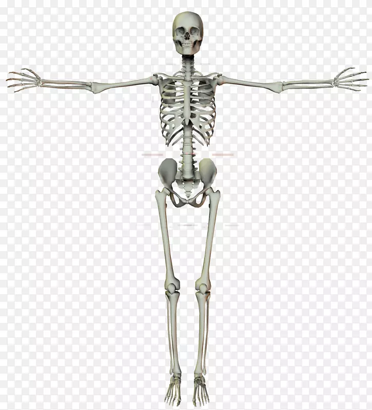 智人骨骼-人体骨架