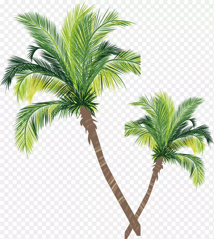亚洲棕榈椰子树载体-椰子树载体材料
