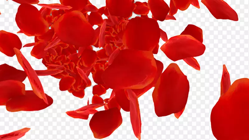 海滩玫瑰花瓣下载-红玫瑰花瓣飘落