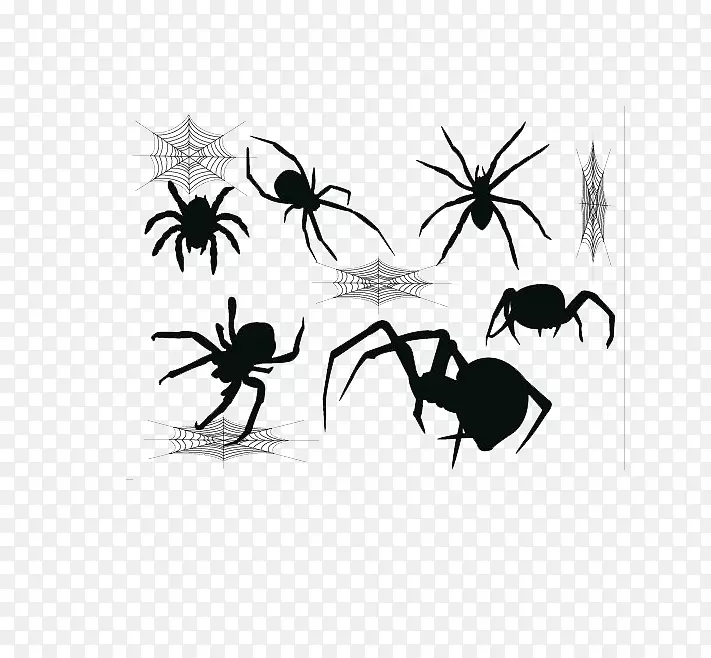 寡妇蜘蛛网黑蜘蛛