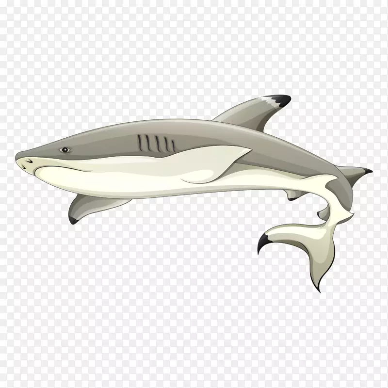 乌贼深海生物鱼图-灰鲨