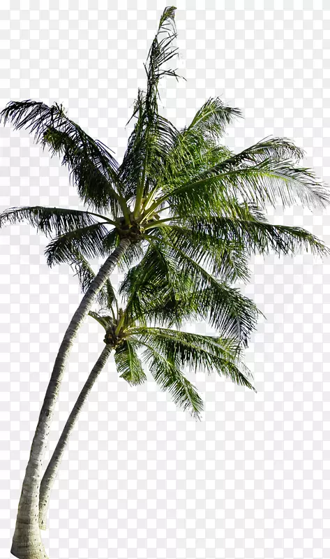 椰子树计算机文件-椰子树