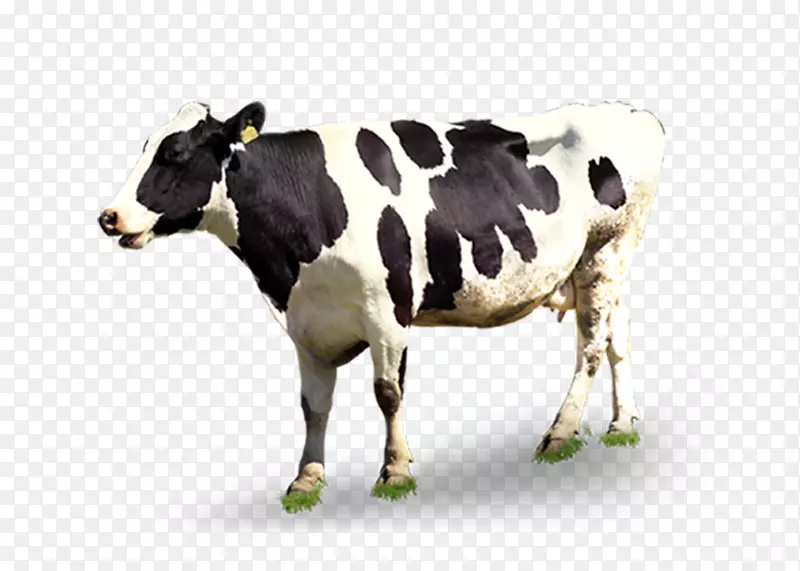 奶牛自动挤奶-奶牛