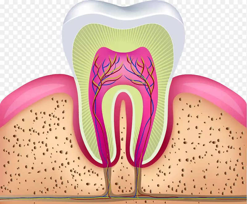 人牙髓治疗牙冠牙科.牙齿轮廓图