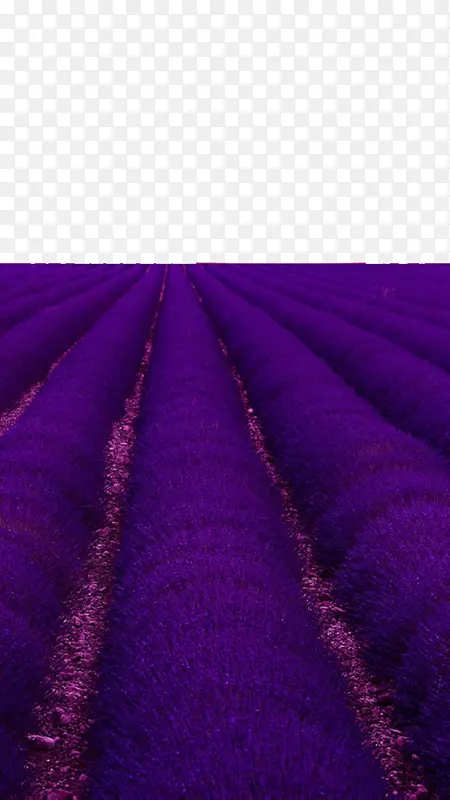 角地板-梦想紫色薰衣草