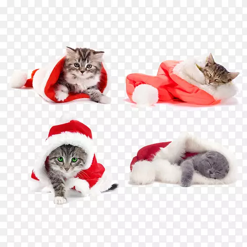 暹罗猫圣诞老人圣诞壁纸-圣诞猫穿衣服