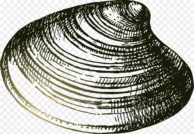 海贝壳画.手绘的黑线贝壳