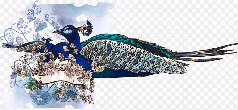 亚洲孔雀插图-水彩蓝孔雀