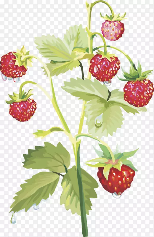 麝香草莓食品-载体草莓果实