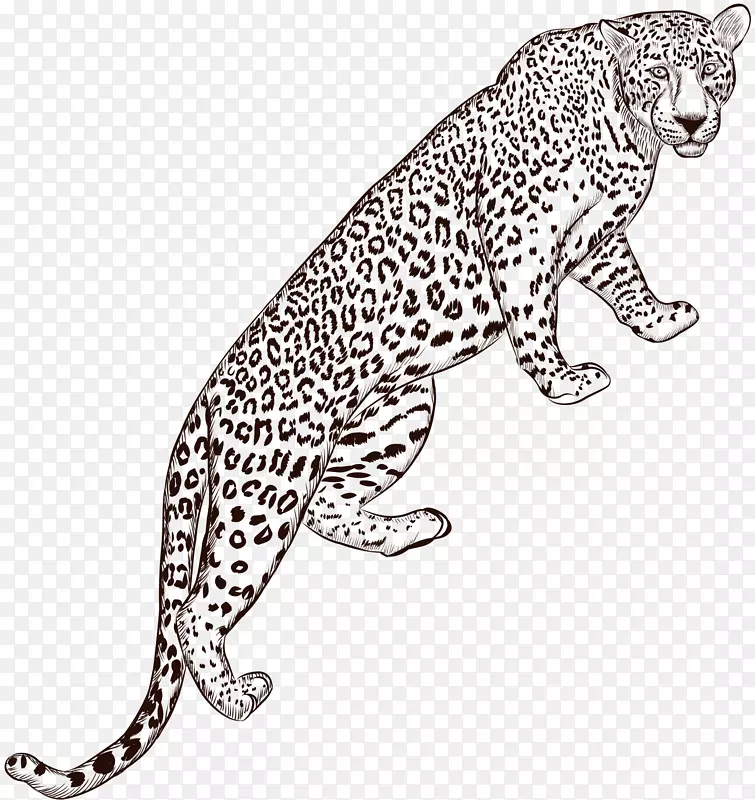 豹美洲豹手绘豹