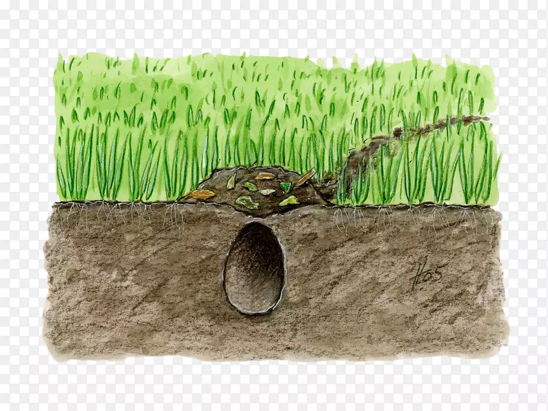 土壤层草.手绘草地下土壤孔
