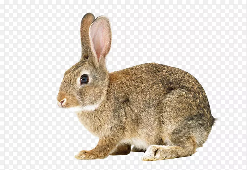 兔子、棉尾兔、兔子、欧洲兔-小灰兔