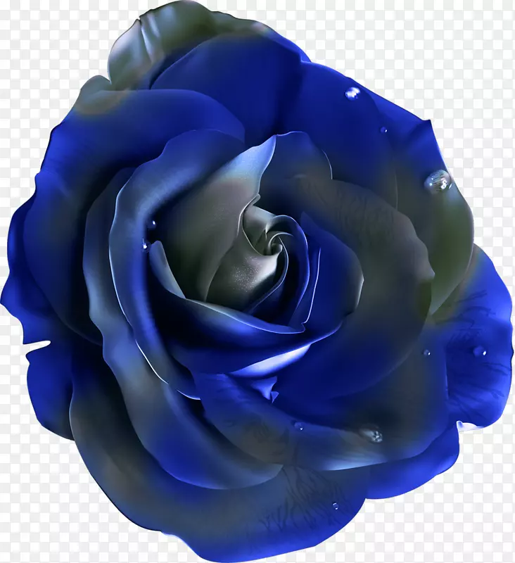 海滩玫瑰花蓝色玫瑰剪贴画花形纽扣图案