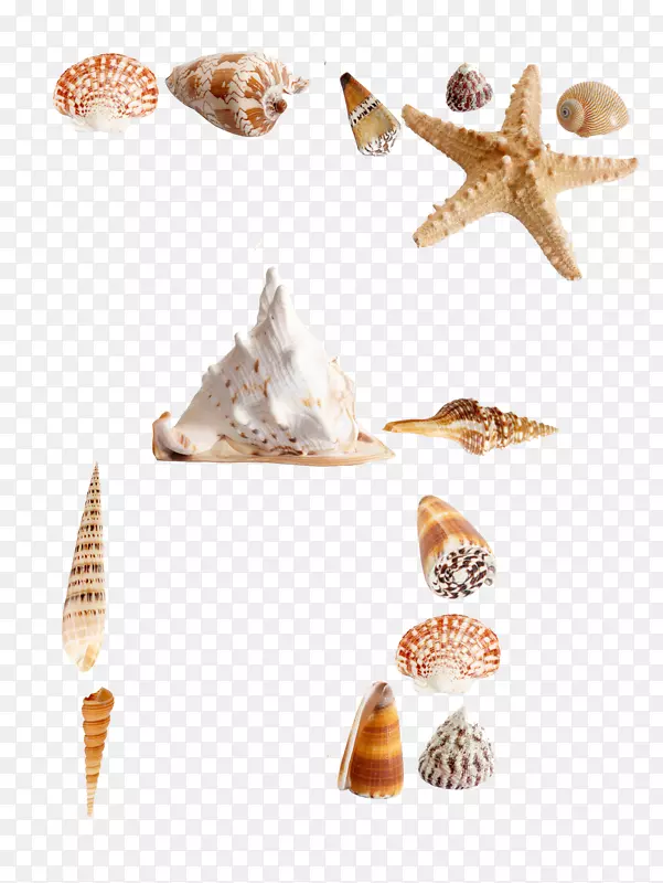 海胆贝壳贝类欧式载体海洋贝类