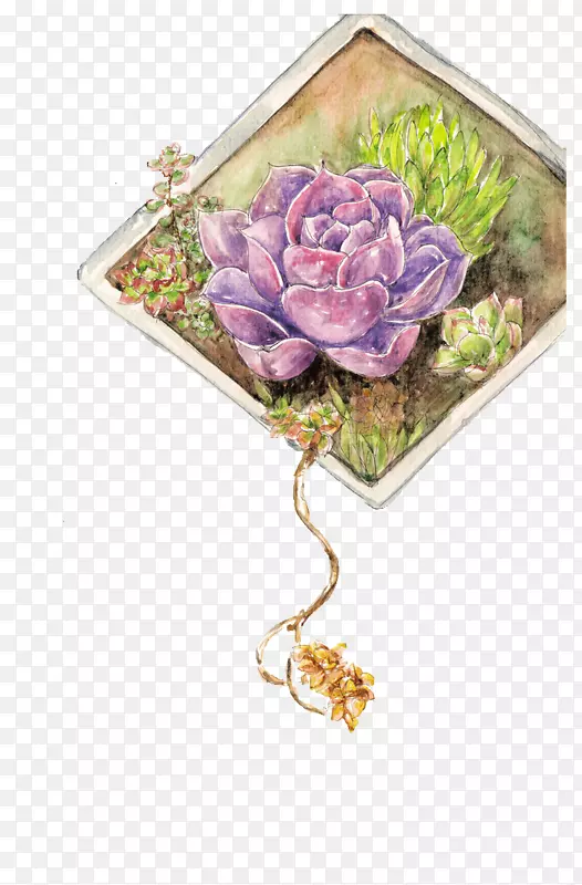 玫瑰紫肉质植物-多珍珠紫珍珠