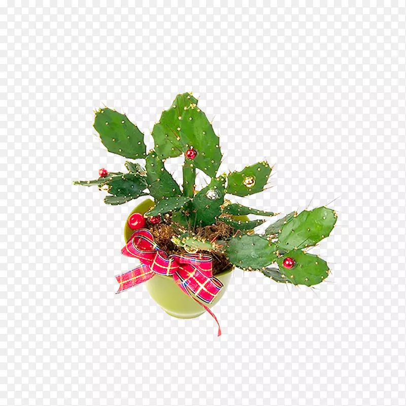 仙人掌科植物花盆-弓盆