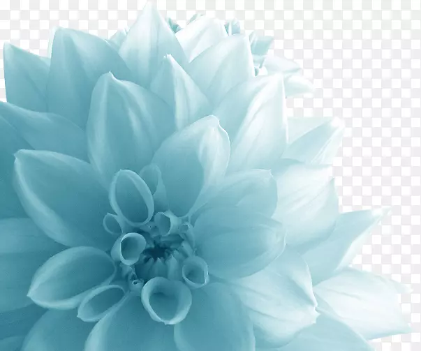 花的引号花瓣。大蓝花