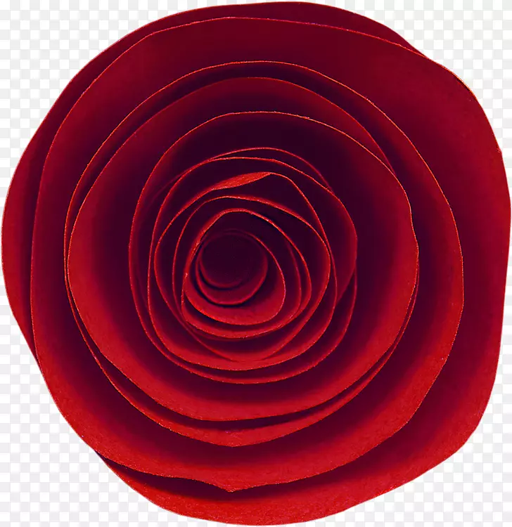花园玫瑰圈-红玫瑰