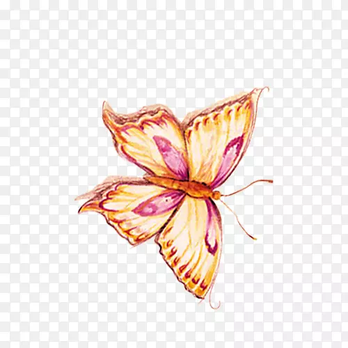 蝴蝶花瓣图案-蝴蝶