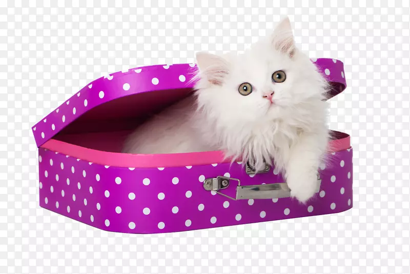 波斯猫喜马拉雅猫食宠物盒猫