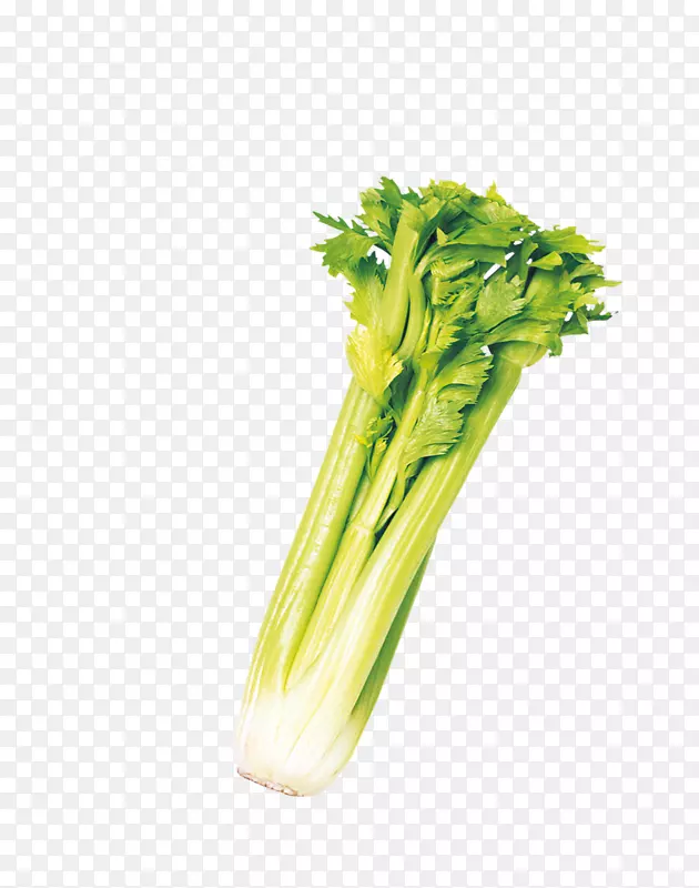 芹菜园图标-美丽的蔬菜芹菜