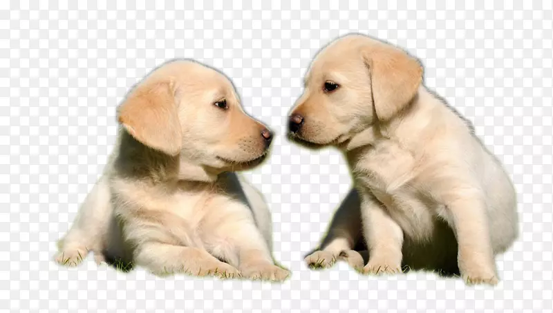 拉布拉多猎犬金毛猎犬宠物猎犬-两只棕色小狗