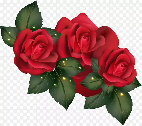 花园玫瑰、蜈蚣玫瑰、海滩玫瑰花、玫瑰红玫瑰