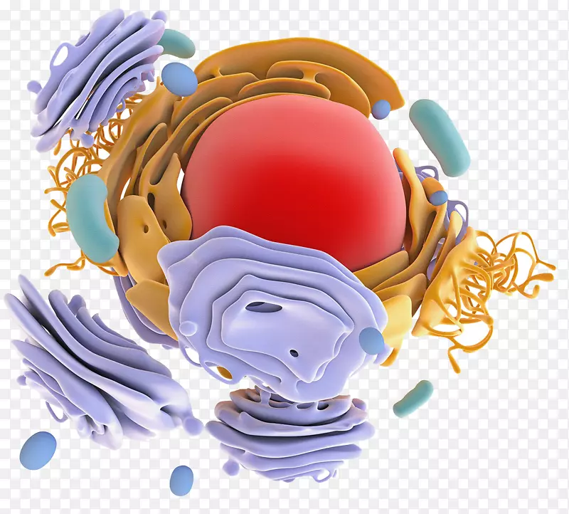 蛋白质生物合成核糖体蛋白靶向抗体-蛋白质模型结构
