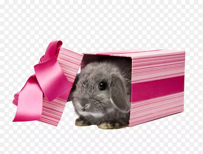 小兔子宠物礼物-兔子礼物
