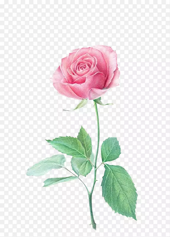 彩色铅笔花画海滩玫瑰纸玫瑰