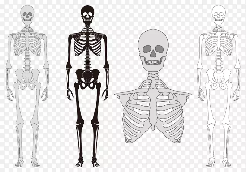人体骨骼脊柱-人体模型
