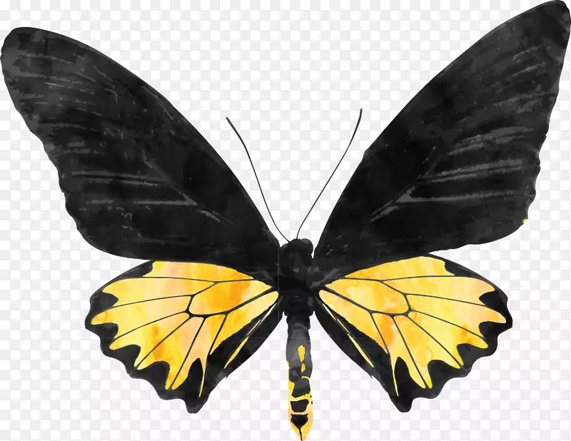 蝴蝶生物生命周期海报
