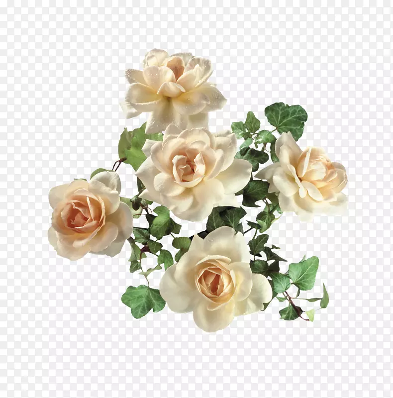 花园玫瑰数字图像剪辑艺术-金色玫瑰