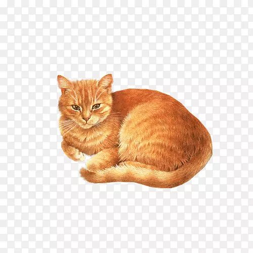 阿比西尼亚小猫，狗夹，橙色猫肚子